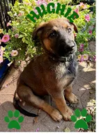 Hughie, a male Belgian Malinois and German Shepherd Dog for sale in Cockeysville, MD – 1 of 5