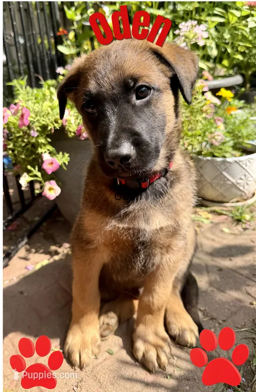 Oden – Belgian Malinois, German Shepherd Dog puppy for sale in Cockeysville, MD