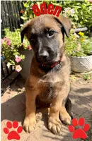 Oden, a male Belgian Malinois and German Shepherd Dog for sale in Cockeysville, MD – 1 of 10