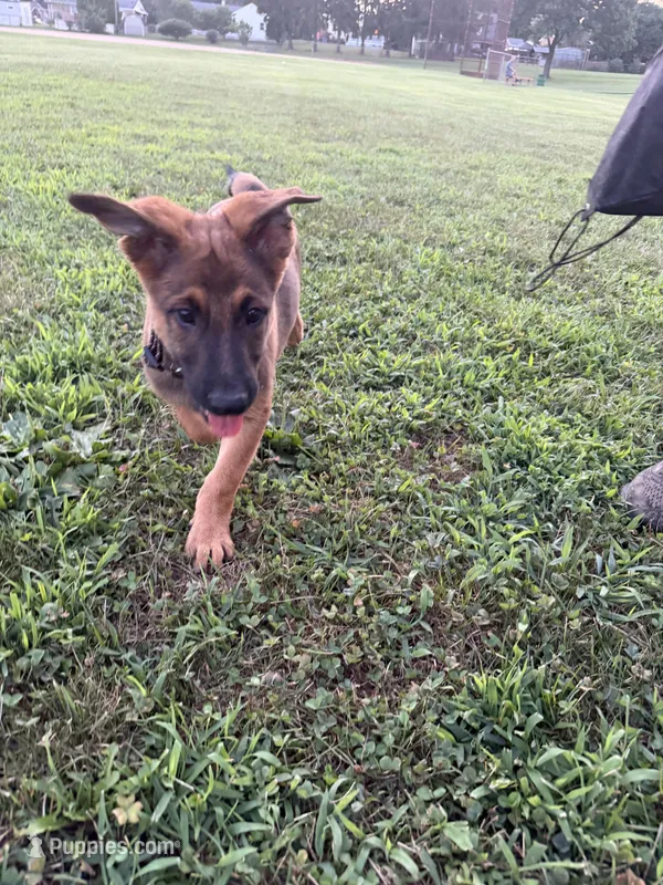 Hughie – Belgian Malinois, German Shepherd Dog puppy for sale in Cockeysville, MD