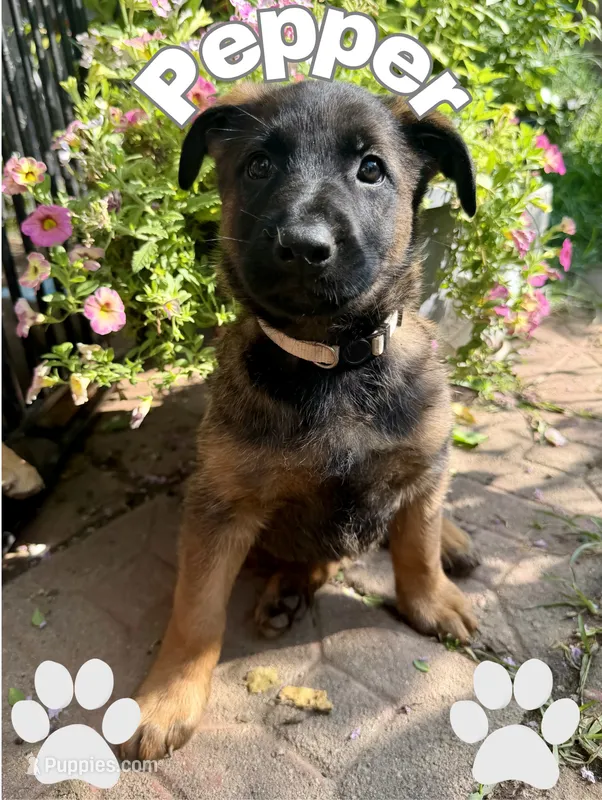 Pepper – Belgian Malinois, German Shepherd Dog puppy for sale in Cockeysville, MD