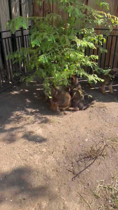 Pepper, a female Belgian Malinois and German Shepherd Dog for sale in Cockeysville, MD – 5 of 5
