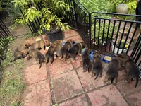 Corinne, a female Belgian Malinois and German Shepherd Dog for sale in Cockeysville, MD – 6 of 6