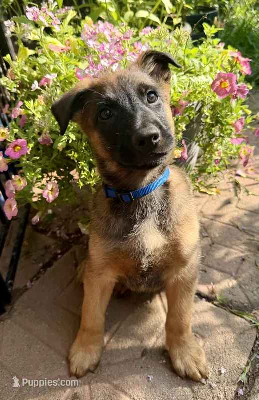 Jackson – Belgian Malinois, German Shepherd Dog puppy for sale in Cockeysville, MD