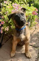 Jackson, a male Belgian Malinois and German Shepherd Dog for sale in Cockeysville, MD – 1 of 3