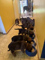 Delta, a male Belgian Malinois and German Shepherd Dog for sale in Cockeysville, MD – 3 of 5