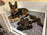 Oden, a male Belgian Malinois and German Shepherd Dog for sale in Cockeysville, MD – 3 of 10