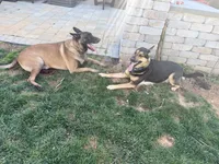Oden, a male Belgian Malinois and German Shepherd Dog for sale in Cockeysville, MD – 8 of 10