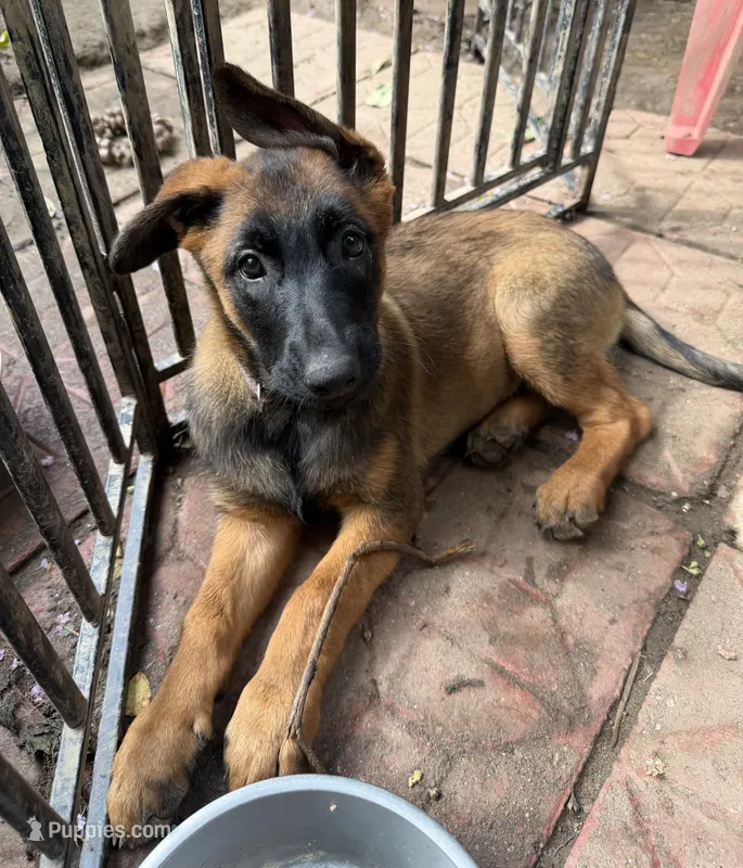 Pepper – Belgian Malinois, German Shepherd Dog puppy for sale in Cockeysville, MD