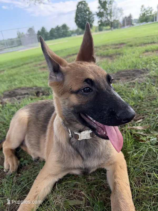 Zeus – Belgian Malinois, German Shepherd Dog puppy for sale in Cockeysville, MD