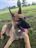 Zeus, a male Belgian Malinois and German Shepherd Dog for sale in Cockeysville, MD – 1 of 10