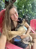 Zeus, a male Belgian Malinois and German Shepherd Dog for sale in Cockeysville, MD – 9 of 10