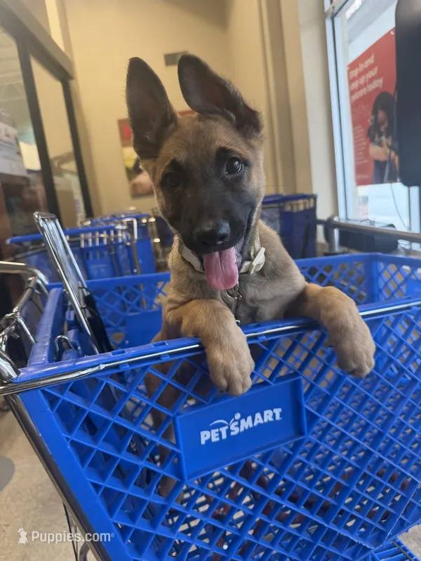 Zeus – Belgian Malinois, German Shepherd Dog puppy for sale in Cockeysville, MD