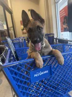Zeus, a male Belgian Malinois and German Shepherd Dog for sale in Cockeysville, MD – 6 of 10