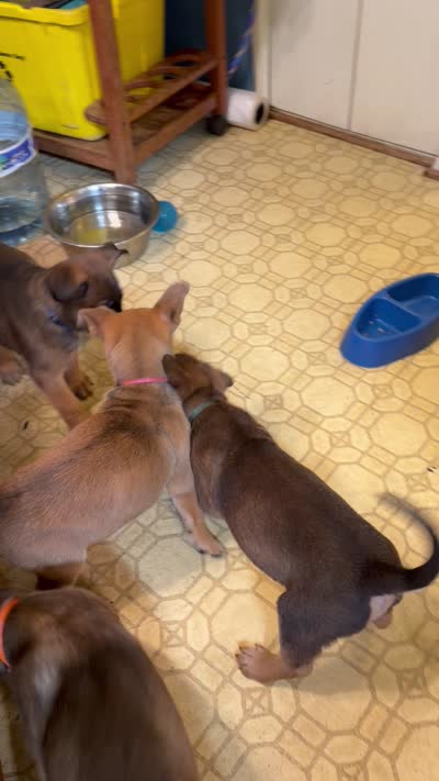 Corinne, a female Belgian Malinois and German Shepherd Dog for sale in Cockeysville, MD – 4 of 6