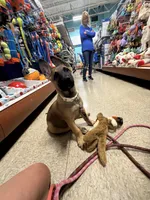 Zeus, a male Belgian Malinois and German Shepherd Dog for sale in Cockeysville, MD – 8 of 10