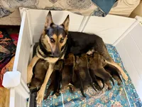 Delta, a male Belgian Malinois and German Shepherd Dog for sale in Cockeysville, MD – 4 of 5