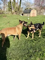 Jackson, a male Belgian Malinois and German Shepherd Dog for sale in Cockeysville, MD – 2 of 3