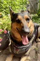 Corinne, a female Belgian Malinois and German Shepherd Dog for sale in Cockeysville, MD – 3 of 6