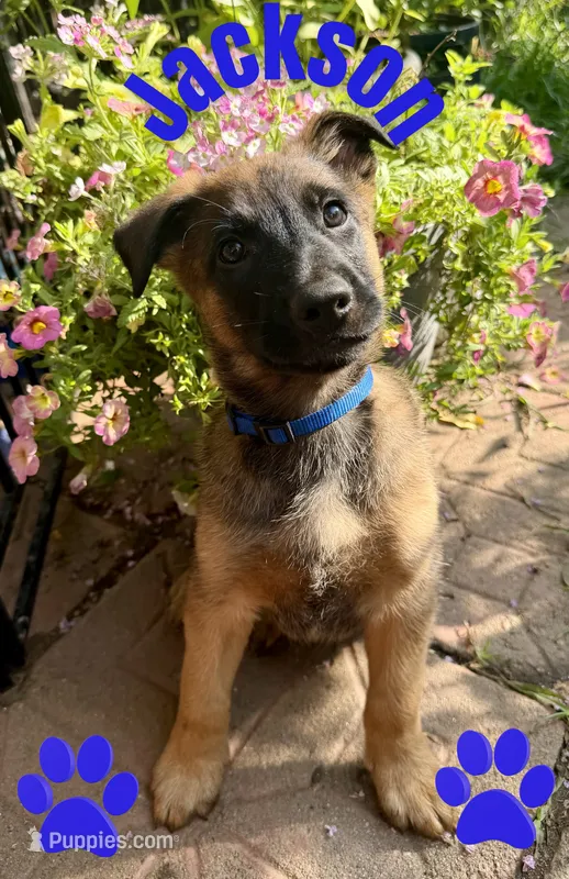 Jackson – Belgian Malinois, German Shepherd Dog puppy for sale in Cockeysville, MD