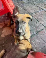 Bob, a male Belgian Malinois and German Shepherd Dog for sale in Cockeysville, MD – 3 of 5