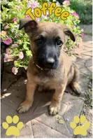 Toffee, a male Belgian Malinois and German Shepherd Dog for sale in Cockeysville, MD – 1 of 6