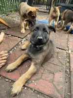 Corinne, a female Belgian Malinois and German Shepherd Dog for sale in Cockeysville, MD – 5 of 6
