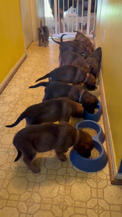 Oden, a male Belgian Malinois and German Shepherd Dog for sale in Cockeysville, MD – 10 of 10