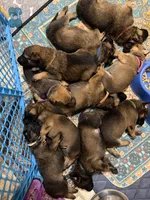 Oden, a male Belgian Malinois and German Shepherd Dog for sale in Cockeysville, MD – 4 of 10