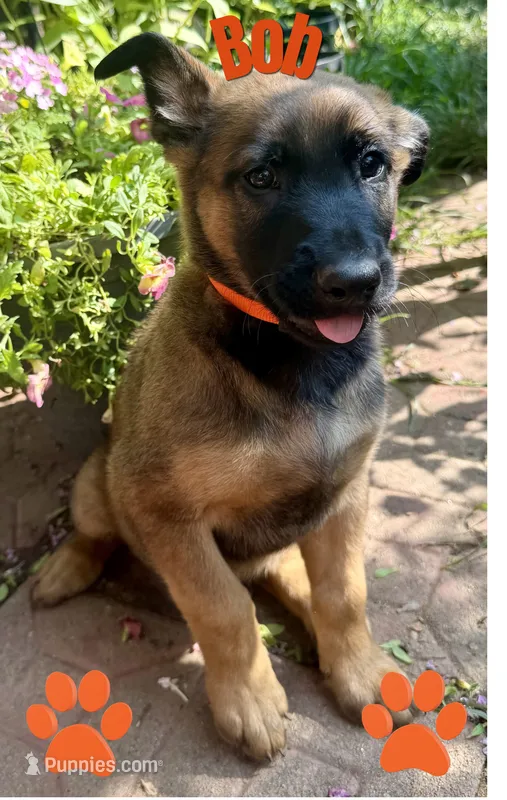 Bob – Belgian Malinois, German Shepherd Dog puppy for sale in Cockeysville, MD