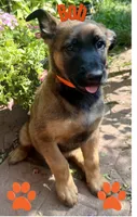 Bob, a male Belgian Malinois and German Shepherd Dog for sale in Cockeysville, MD – 1 of 5