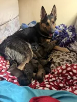Pepper, a female Belgian Malinois and German Shepherd Dog for sale in Cockeysville, MD – 4 of 5