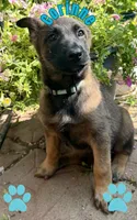 Corinne, a female Belgian Malinois and German Shepherd Dog for sale in Cockeysville, MD – 1 of 6