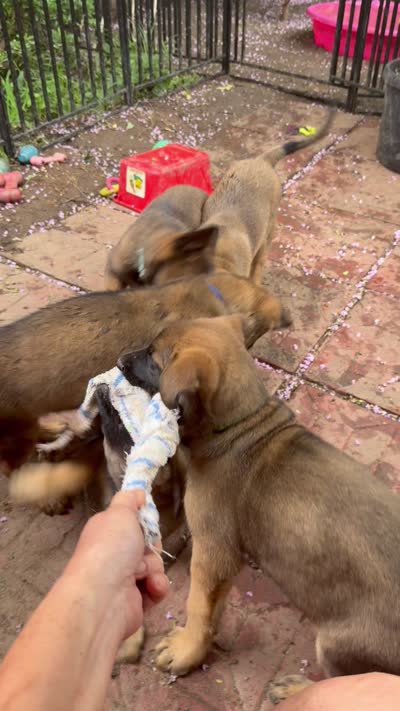 Hughie, a male Belgian Malinois and German Shepherd Dog for sale in Cockeysville, MD – 5 of 5