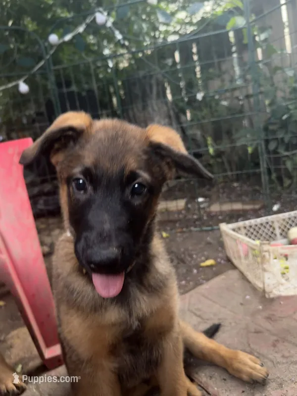 Mocha – Belgian Malinois, German Shepherd Dog puppy for sale in Cockeysville, MD