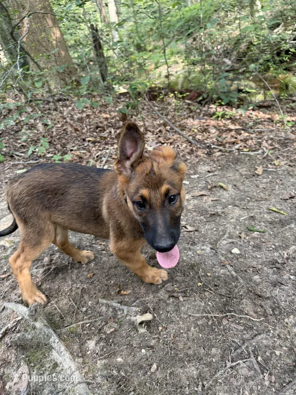 Hughie – Belgian Malinois, German Shepherd Dog puppy for sale in Cockeysville, MD