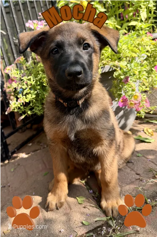 Mocha – Belgian Malinois, German Shepherd Dog puppy for sale in Cockeysville, MD