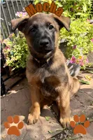 Mocha, a male Belgian Malinois and German Shepherd Dog for sale in Cockeysville, MD – 1 of 5