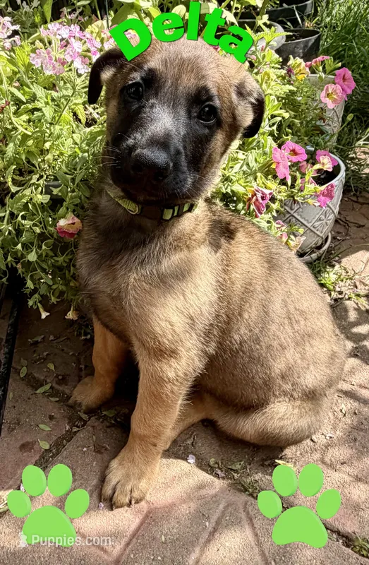 Delta – Belgian Malinois, German Shepherd Dog puppy for sale in Cockeysville, MD