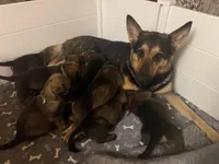 Hughie, a male Belgian Malinois and German Shepherd Dog for sale in Cockeysville, MD – 4 of 5