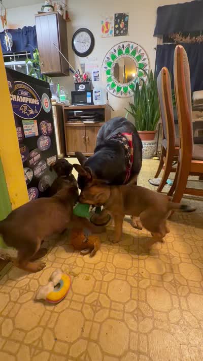 Bob, a male Belgian Malinois and German Shepherd Dog for sale in Cockeysville, MD – 4 of 5