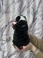 Blackjack , a male English Bulldog for sale in Portland, TN – Photo 8 of 8