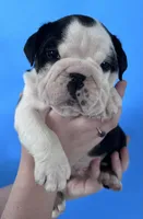 Blackjack , a male English Bulldog for sale in Portland, TN – Photo 2 of 8