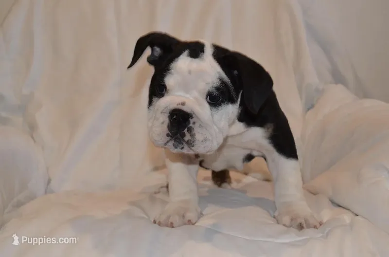 Blackjack  – English Bulldog puppy for sale in Portland, TN