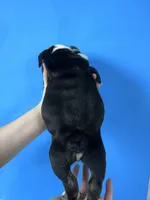 Blackjack , a male English Bulldog for sale in Portland, TN – Photo 3 of 8