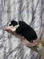 Blackjack , a male English Bulldog for sale in Portland, TN – Photo 7 of 8