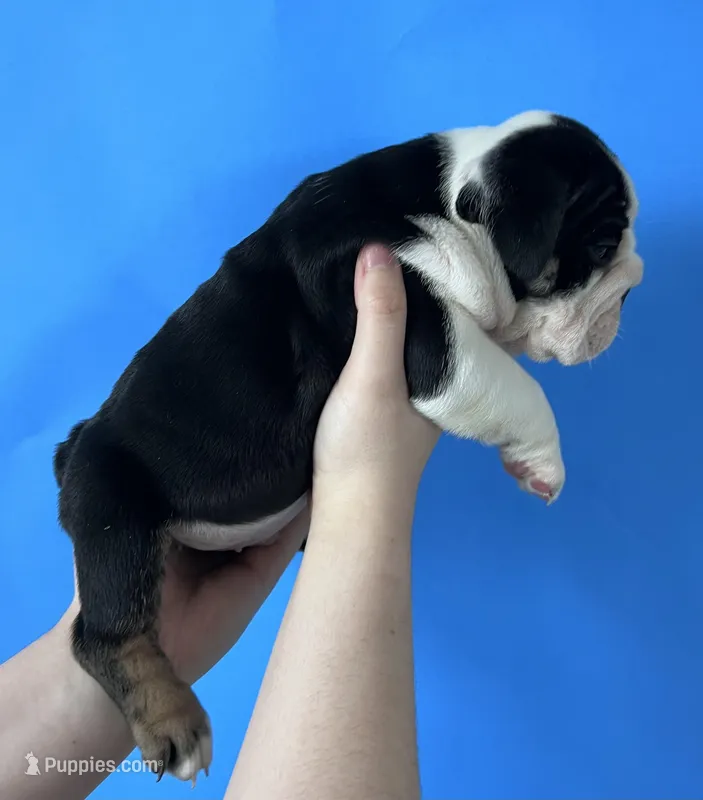 Blackjack  – English Bulldog puppy for sale in Portland, TN