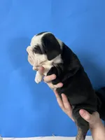 Blackjack , a male English Bulldog for sale in Portland, TN – Photo 5 of 8