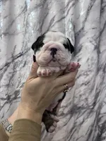 Blackjack , a male English Bulldog for sale in Portland, TN – Photo 4 of 8