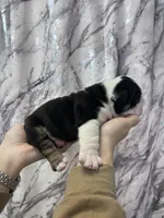 Blackjack , a male English Bulldog for sale in Portland, TN – Photo 6 of 8